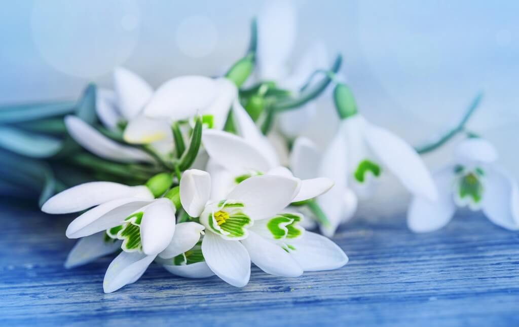 1404091301_spring_snowdrop_flowers13_uaweb.info1.jpg 1404091301_spring_snowdrop_flowers13_uaweb.info1.jpg